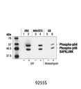 Phospho-SAPK/JNK (Thr183/Tyr185) (G9) Mouse mAb