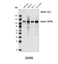 Notch1 (D1E11) XP Rabbit mAb