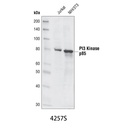 PI3 Kinase p85 (19H8) Rabbit mAb