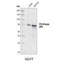 PI3 Kinase p85 (19H8) Rabbit mAb