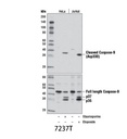 Cleaved Caspase-9 (Asp330) (D2D4) Rabbit mAb