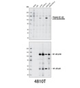 Phospho-NF-κB2 p100 (Ser866/870) Antibody