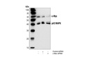 c-Myc Antibody