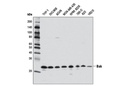 Pro-Apoptosis Bcl-2 Family Antibody Sampler Kit II
