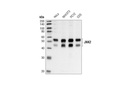 JNK2 (56G8) Rabbit mAb
