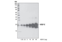 VEGF-C Antibody