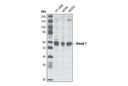 Smad1 Antibody