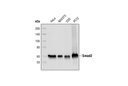 Smad2 (L16D3) Mouse mAb
