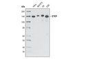 CTCF Antibody