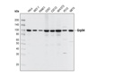 ER Protein Folding Antibody Sampler Kit