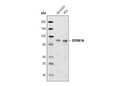 DYRK1A Antibody
