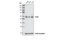 CLK3 Antibody