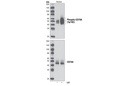 Phospho-CD79A (Tyr182) Antibody