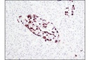 Proglucagon (D16G10) XP Rabbit mAb
