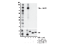 Cas9 (<i>S. aureus</i>) (E4G3U) Rabbit mAb