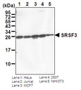 Anti-SRSF3 (SRp20) pAb