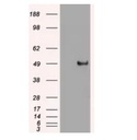 purified c-myc mouse monoclonal antibody