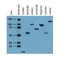 4C5, Anti-DDK monoclonal Antibody