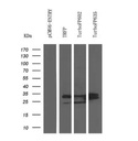 2D9, Anti-tRFP mouse monoclonal Antibody