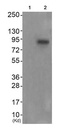 Anti-FGFR4 (phospho Y642) antibody