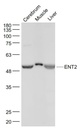 核苷转运蛋白ENT2抗体