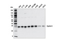Cyclin C (E6V4Z) Rabbit mAb