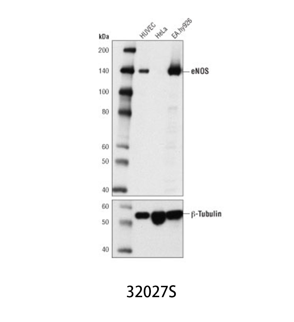 eNOS (D9A5L) Rabbit mAb