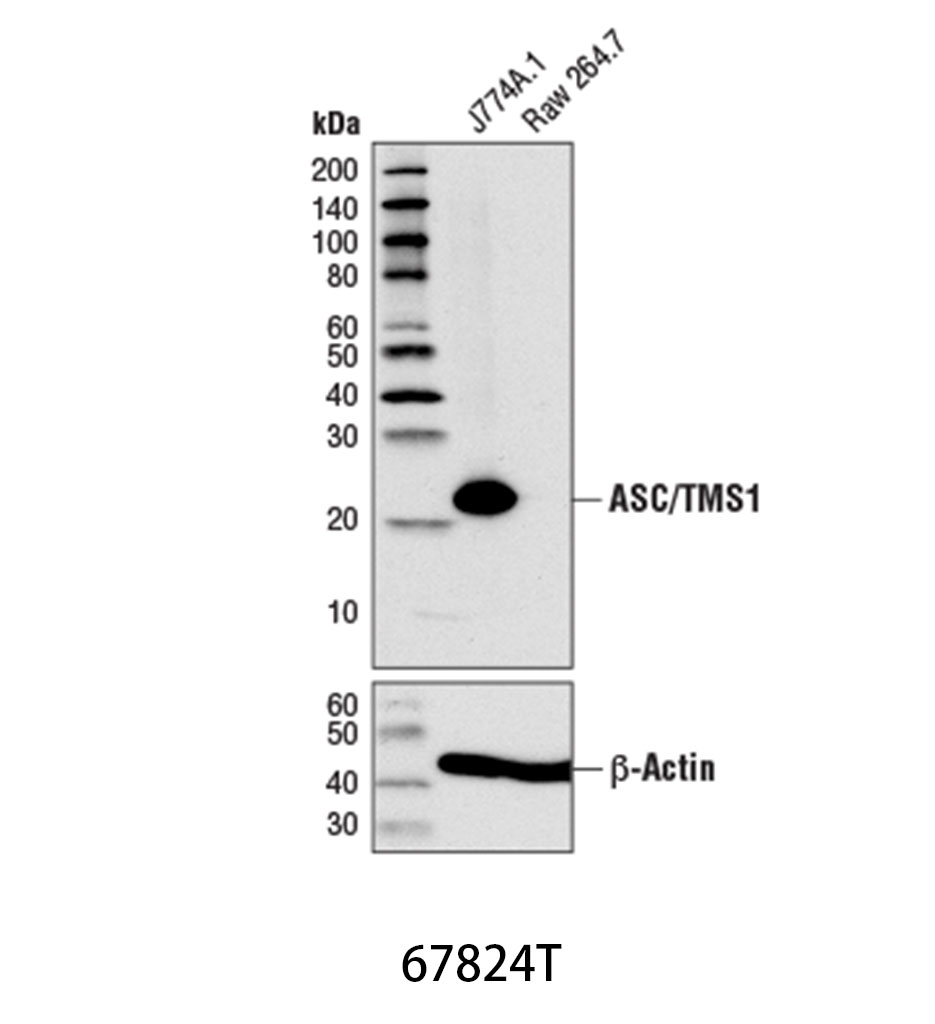 ASC/TMS1 (D2W8U) Rabbit mAb (Mouse Specific)