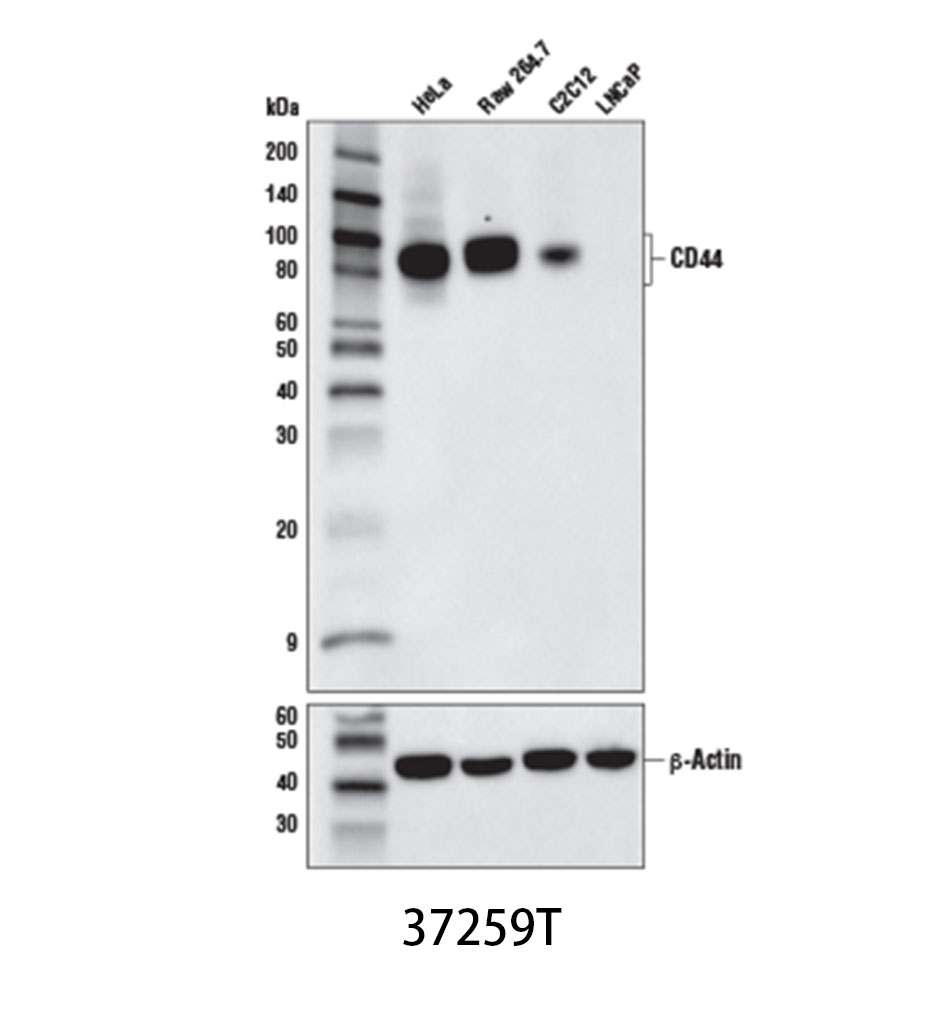 CD44 (E7K2Y) XP Rabbit mAb