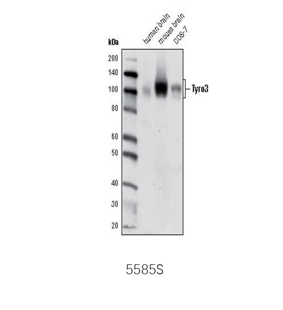 Tyro3 (D38C6) Rabbit mAb