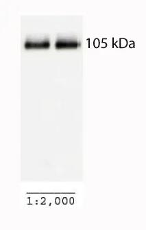 Anti-PGC1 alpha抗体- BSA and Azide free