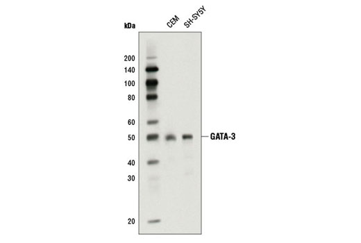 GATA-3 (D13C9) XP Rabbit mAb