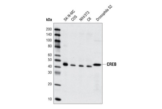 CREB (48H2) Rabbit mAb