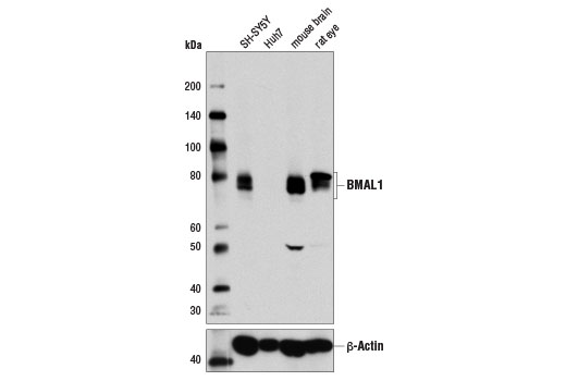BMAL1 (D2L7G) Rabbit mAb