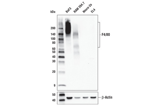 F4/80 (D4C8V) XPRabbit mAb