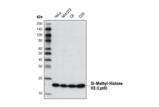 Di-Methyl-Histone H3 (Lys9) (D85B4) XP Rabbit mAb