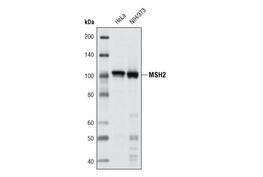 MSH2 (D24B5) XP Rabbit mAb
