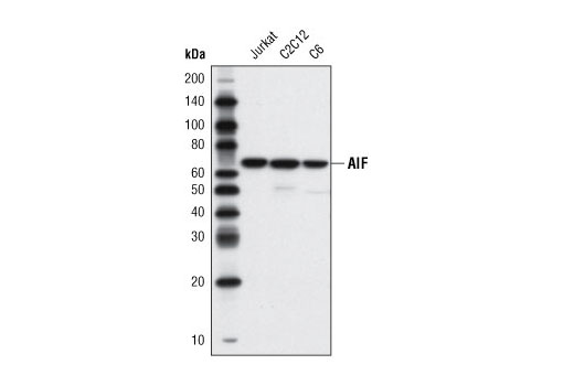 AIF (D39D2) XP Rabbit mAb