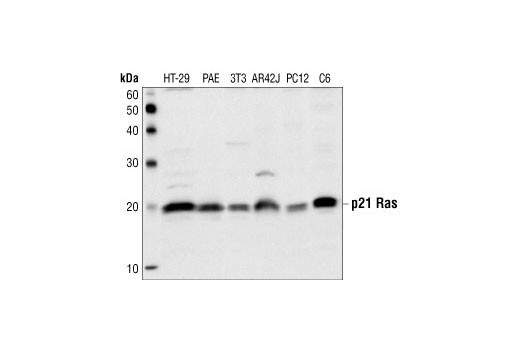 Ras Antibody