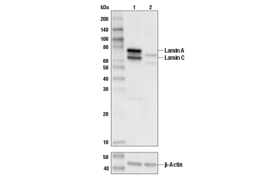 Lamin A/C Antibody