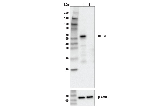IRF-3 (D6I4C) XP Rabbit mAb