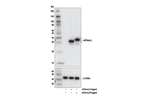 mCherry (E5D8F) Rabbit mAb