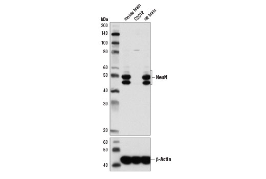 NeuN (D4G4O) XP Rabbit mAb