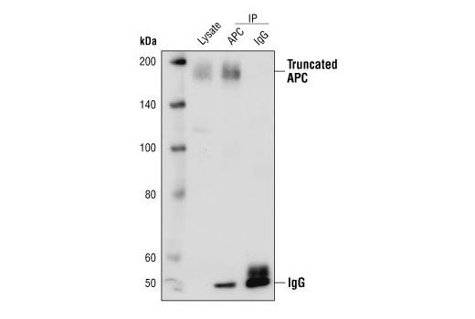 APC Antibody