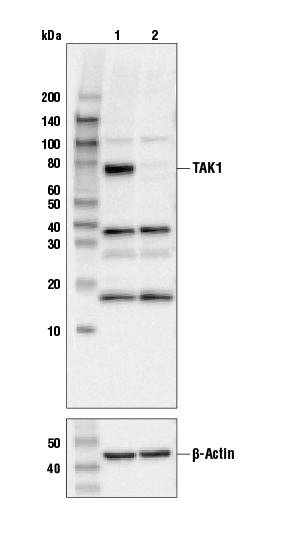 TAK1 Antibody