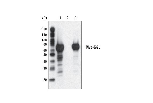 Mouse IgG (Sepharose Bead Conjugate)