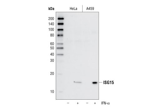 ISG15 (22D2) Rabbit mAb