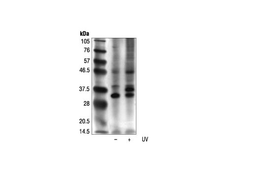Phospho-(Ser/Thr) ATM/ATR Substrate Antibody