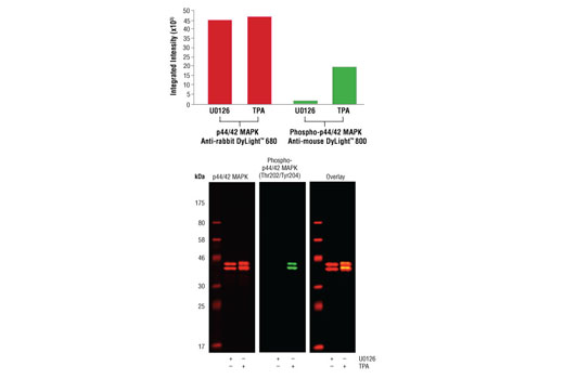 Anti-mouse IgG (H+L) (DyLight 800 4X PEG Conjugate)