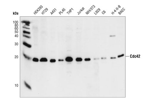 Cdc42 Antibody